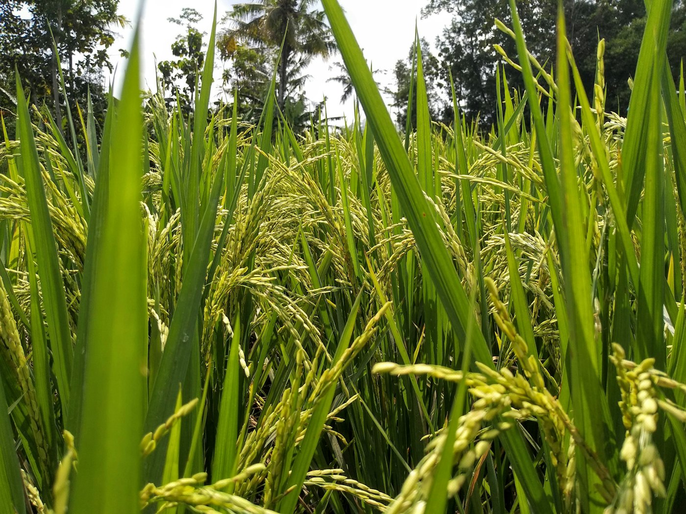 Rice paddy close to harvest